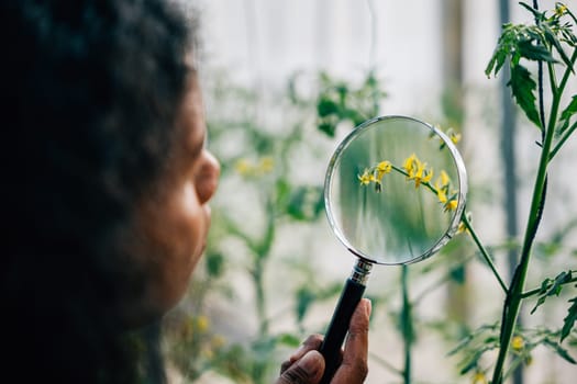 In an outdoor garden a black woman a passionate gardener and farmer inspects plant growth through a magnifying glass. Her dedication to sustainability resonates with Earth Day and natural agriculture.