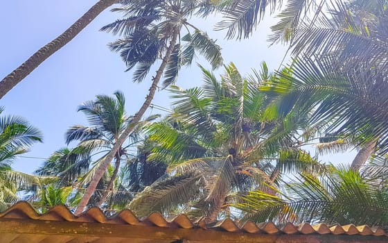 Bentota Beach Southern Province Sri Lanka 16. March 2018 Man climbs a palm tree to harvest coconuts in Bentota Beach Galle District Southern Province Sri Lanka.