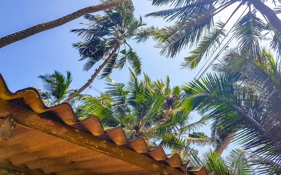 Bentota Beach Southern Province Sri Lanka 16. March 2018 Man climbs a palm tree to harvest coconuts in Bentota Beach Galle District Southern Province Sri Lanka.