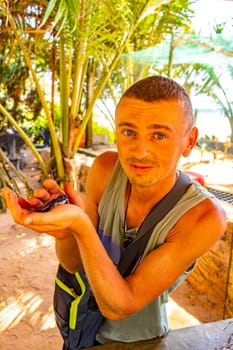 Man holds green sea turtle hawksbill sea turtle loggerhead sea turtle out of pool in Turtle breeding station conservation Center in Bentota Sri Lanka.