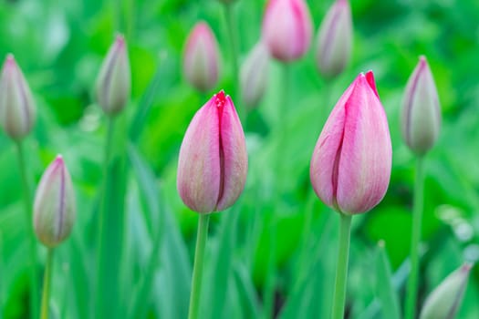 tulips in the garden on a beautiful background close-up. High quality photo