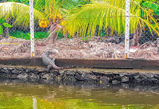 Large monitor lizard in tropical jungle nature in Bentota Beach Galle District Southern Province Sri Lanka.