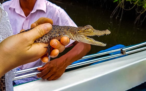 Baby crocodile holding in hand at Boat Safari in Bentota Ganga river mangrove jungle in Bentota Ganga river Bentota Beach Galle District Southern Province Sri Lanka.
