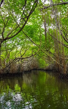 Boat safari through tropical natural mangrove jungle forest in Bentota Ganga River Lake in Bentota Beach Galle District Southern Province Sri Lanka.