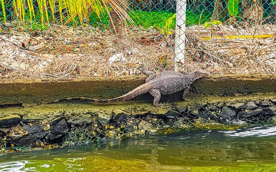 Large monitor lizard in tropical jungle nature in Bentota Beach Galle District Southern Province Sri Lanka.