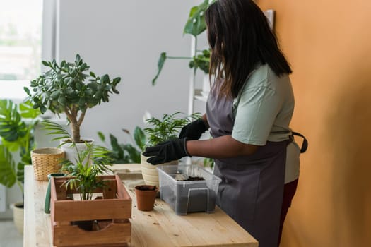 Spring hobby happy young woman transplanting in flower pot houseplant with dirt or soil at home. Gardening plant and green tropical