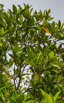 Boat safari through tropical natural mangrove jungle forest in Bentota Ganga River Lake in Bentota Beach Galle District Southern Province Sri Lanka.