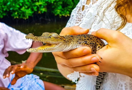 Baby crocodile holding in hand at Boat Safari in Bentota Ganga river mangrove jungle in Bentota Ganga river Bentota Beach Galle District Southern Province Sri Lanka.