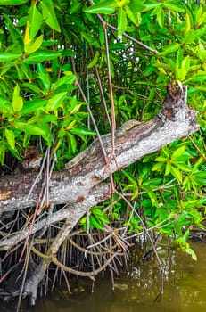 Large monitor lizard in tropical jungle nature in Bentota Beach Galle District Southern Province Sri Lanka.