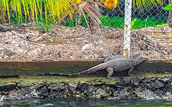 Large monitor lizard in tropical jungle nature in Bentota Beach Galle District Southern Province Sri Lanka.