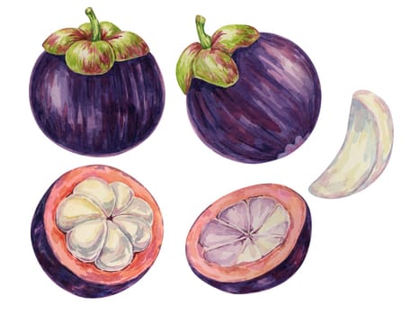 Purple mangosteen, tropical exotic Asian fruit clipart. Garcinia mangostana hand drawn watercolor illustration for sticker, label, food packaging, menu, cosmetic, beauty, sublimation, print, apparel