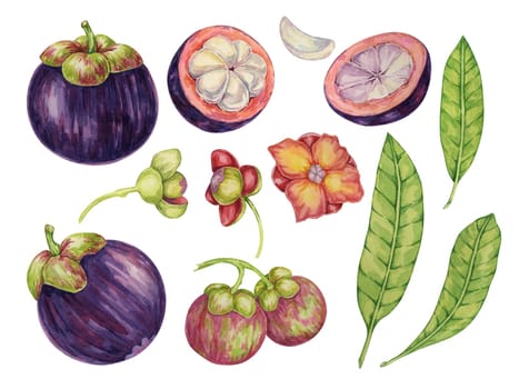 Purple mangosteen, flower, leaf of the tree tropical exotic Asian fruit clipart. Garcinia mangostana plant watercolor illustration for sticker, label, food menu, cosmetic, beauty, sublimation, apparel