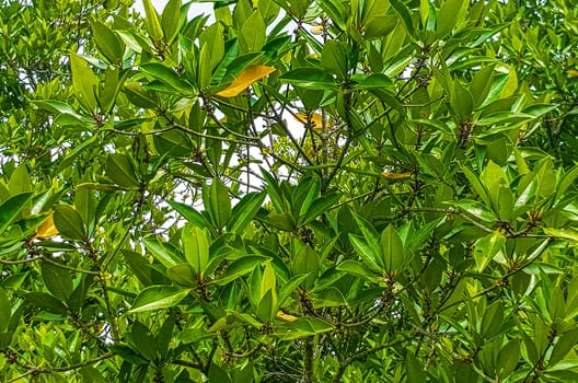 Boat safari through tropical natural mangrove jungle forest in Bentota Ganga River Lake in Bentota Beach Galle District Southern Province Sri Lanka.