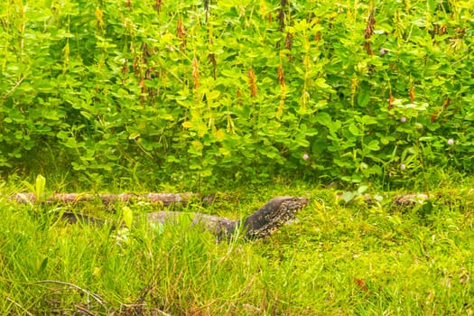 Large monitor lizard in tropical jungle nature in Bentota Beach Galle District Southern Province Sri Lanka.