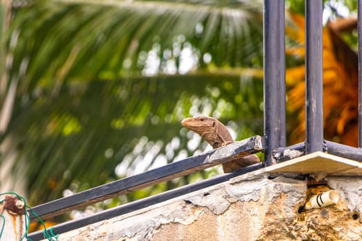 Large monitor lizard in tropical jungle nature in Bentota Beach Galle District Southern Province Sri Lanka.