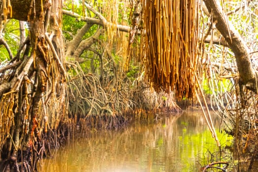 Boat safari through tropical natural mangrove jungle forest in Bentota Ganga River Lake in Bentota Beach Galle District Southern Province Sri Lanka.