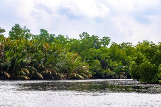 Boat safari through tropical natural mangrove jungle forest in Bentota Ganga River Lake in Bentota Beach Galle District Southern Province Sri Lanka.