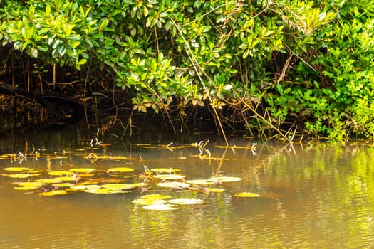 Boat safari through tropical natural mangrove jungle forest in Bentota Ganga River Lake in Bentota Beach Galle District Southern Province Sri Lanka.