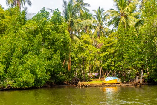 Boat safari trip jetty house boats through mangrove jungle forest in Bentota Ganga River Lake in Bentota Beach Galle District Southern Province Sri Lanka.