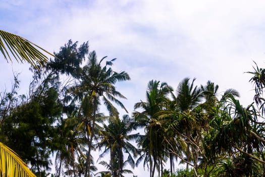 Palm trees and tropical nature in Bentota Beach Galle District Southern Province Sri Lanka.