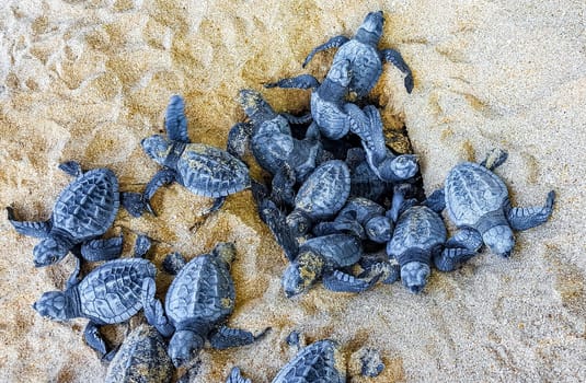 Many small baby turtles crawl out of the sand nest to the sea in Mirissa Beach Matara District Southern Province Sri Lanka.