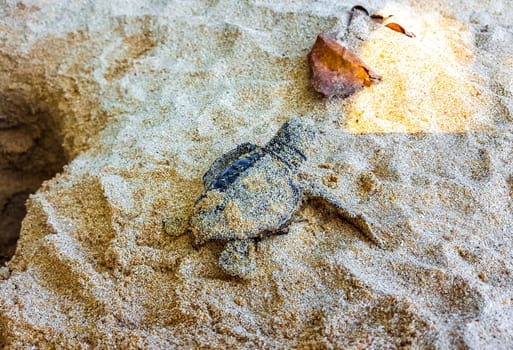 Many small baby turtles crawl out of the sand nest to the sea in Mirissa Beach Matara District Southern Province Sri Lanka.