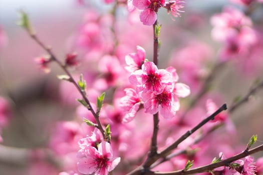 Pink flowers peach tree branch. The flowers are pink and have a delicate appearance. Concept of beauty and tranquility