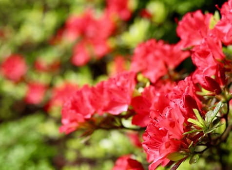 Blooming red azalea flowers in the spring garden. Gardening concept. Floral background