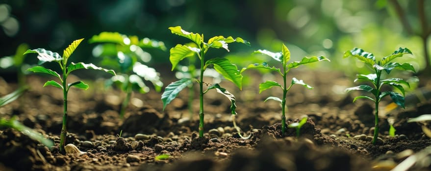 The growing little tiny green plants on the soil and dirt that has been received the source of the food from the bright light of the morning sun at the daytime in the summer or spring of year. AIGX03.
