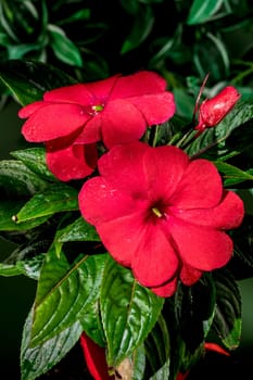 Beautiful Blooming red impatiens hawkeri flowers on a green leaves background. Flower head close-up.