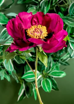 Beautiful Blooming red peony on a green leaves background. Flower head close-up.