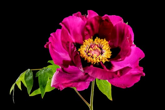 Beautiful Blooming red peony on a black background. Flower head close-up.