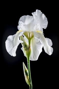 Beautiful Blooming white iris Immortality isolated on a black background. Flower head close-up.