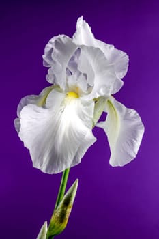 Beautiful Blooming white iris Immortality on a purple background. Flower head close-up.