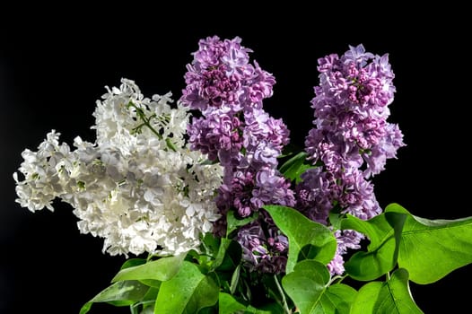 Beautiful Bouquet of colorful lilacs isolated on a black background. Flower head close-up.