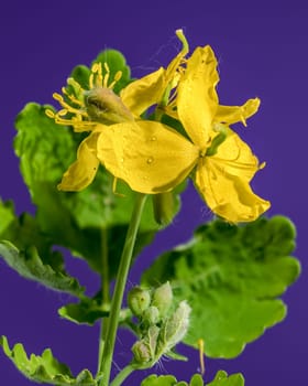 Beautiful Blooming yellow lesser celandine or ficaria verna on a purple background. Flower head close-up.
