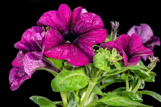 Beautiful Blooming pink Petunia Prism Raspberry Sunday flowers on a black background. Flower head close-up.