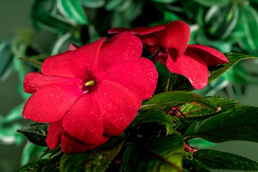 Beautiful Blooming red impatiens hawkeri flowers on a green leaves background. Flower head close-up.