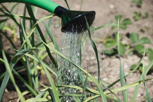 Watering can is pouring water onto a sprouting garlic leaves, sense of freshness and vitality in the garden