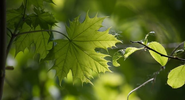 Various green maple leaves of different shades and sizes, from bright green to yellow-green, surrounding the main leaf, and they appear to have a shimmering quality due to the light