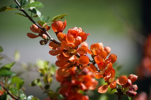 A branch with bright orange quince blossoms against a blurred green background. The flowers in full bloom, with multiple petals, presenting a vivid apricot color