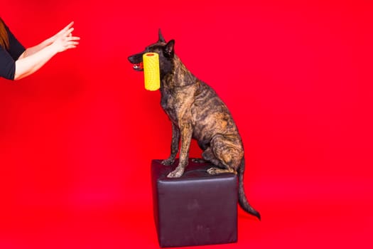 A dog builder is holding roller brush. Red yellow background. Isolated. Dutch shepherd
