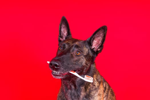 Dog holding toothbrush in his teeth on a clean red yellow background