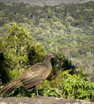 Lone Jacu bird in natural habitat against verdant forest backdrop.