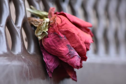 A Single Dried Red Rose on a Park Bench. High quality photo