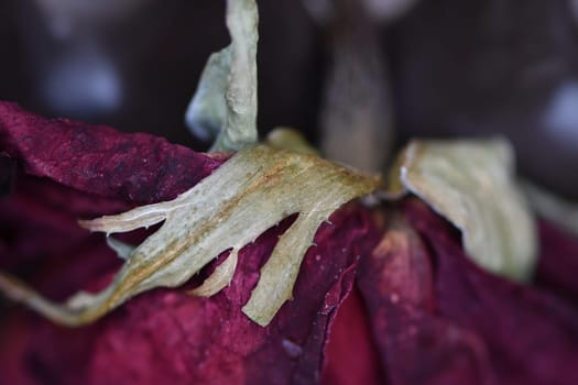 Dark Dried Red Roses on a Park Bench. High quality photo