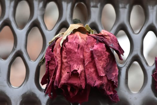 A Single Dry Wilted Red Rose on a Park Bench. High quality photo