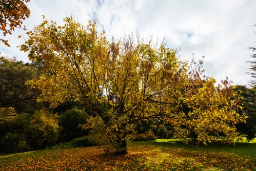 Royal Botanic Gardens Victoria on a cool autumn morning in Melbourne, Victoria, Australia