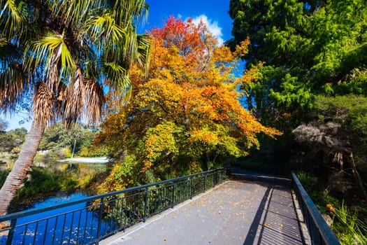 Royal Botanic Gardens Victoria on a cool autumn morning in Melbourne, Victoria, Australia