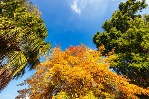 Royal Botanic Gardens Victoria on a cool autumn morning in Melbourne, Victoria, Australia